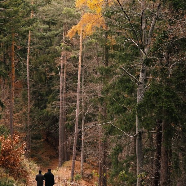 Forest Immersion.⁠ ⁠ #Saltus #HotelSaltus #Dolomites ⁠#SmallLuxuryHotels