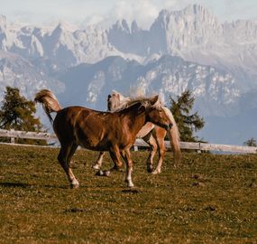 Hotel wellness Alto Adige :: vivere San Genesio relax