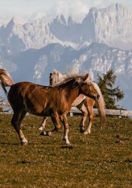 Wellnesshotel Südtirol :: Jenesien entspannt erleben