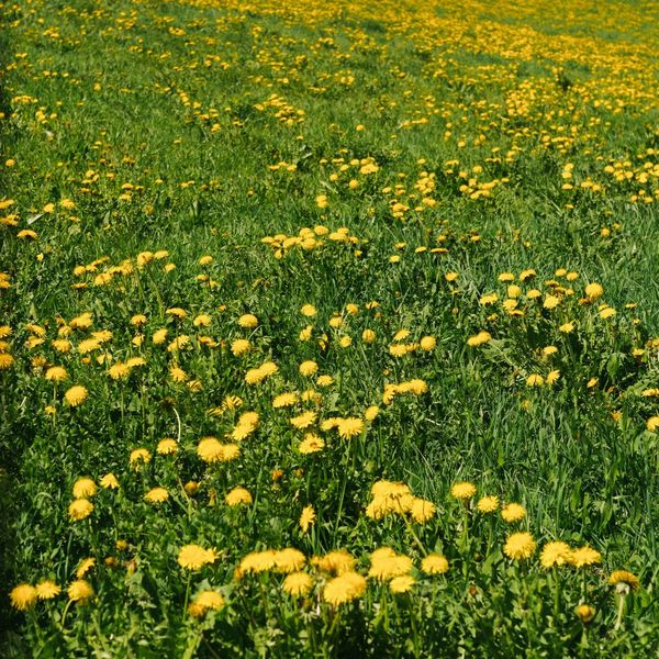 Wild in meadow yellow. ⁠ ⁠ ⁠ #Saltus #HotelSaltus #Dolomites #SmallLuxuryHotels⁠ ⁠