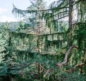 Wellness hotel South Tyrol: In San Genesio/Jenesien