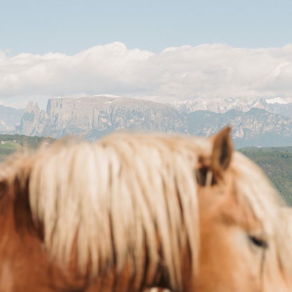 Free in spirit. ⁠ ⁠ #Saltus #HotelSaltus #Dolomites #SmallLuxuryHotels⁠